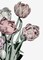 Tulips Bright Poster Print by Design Fabrikken Design Fabrikken - Item # VARPDXMF9691112